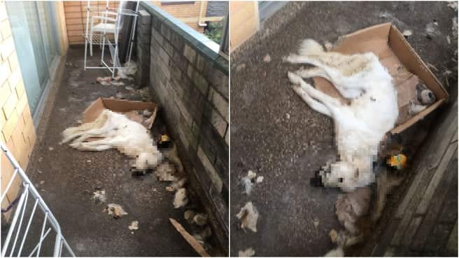 How officers found the sheepdog