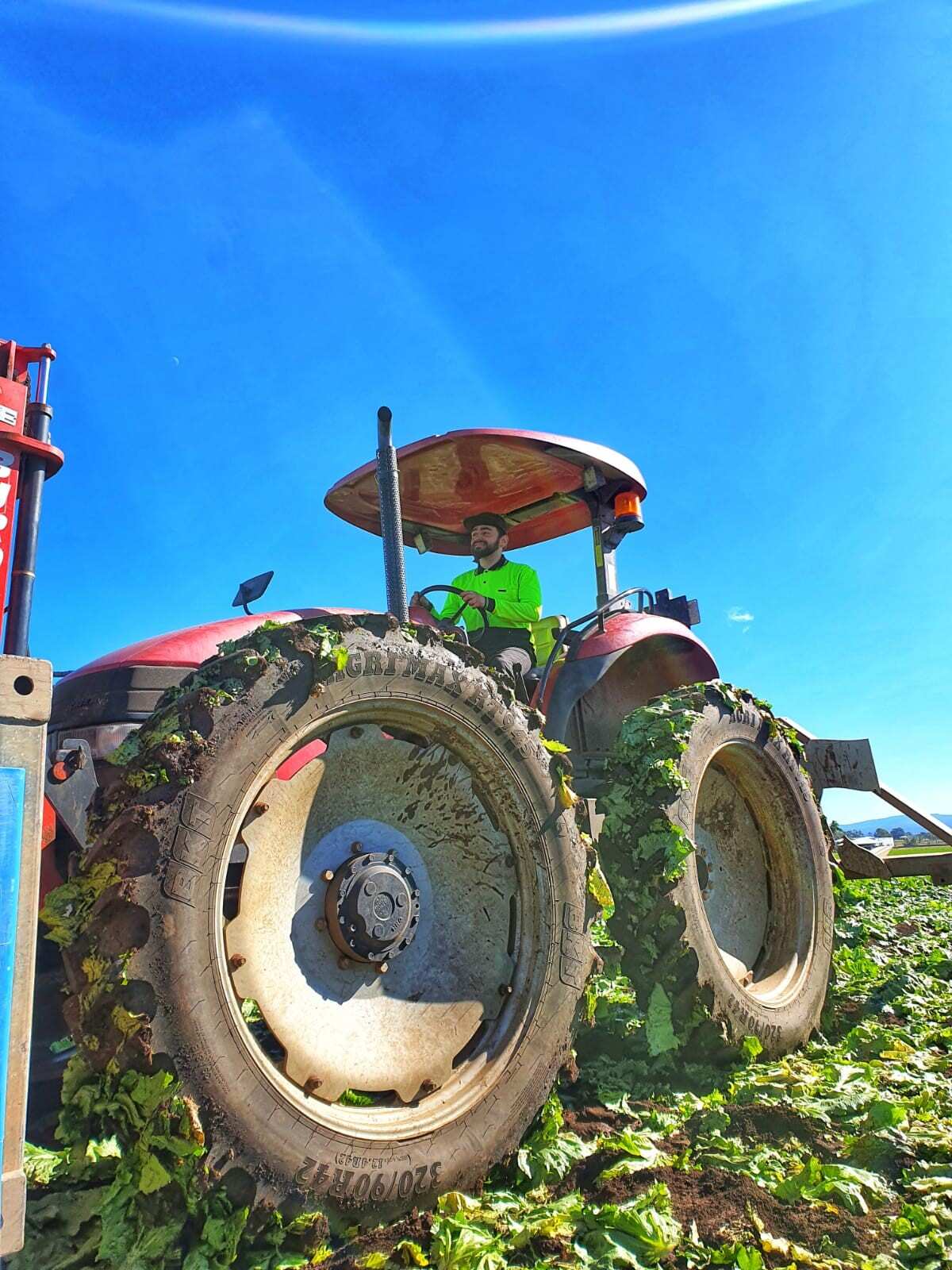 Aldo ha svolto il lavoro in una farm di lattughe a Gutton, in Queensland. 