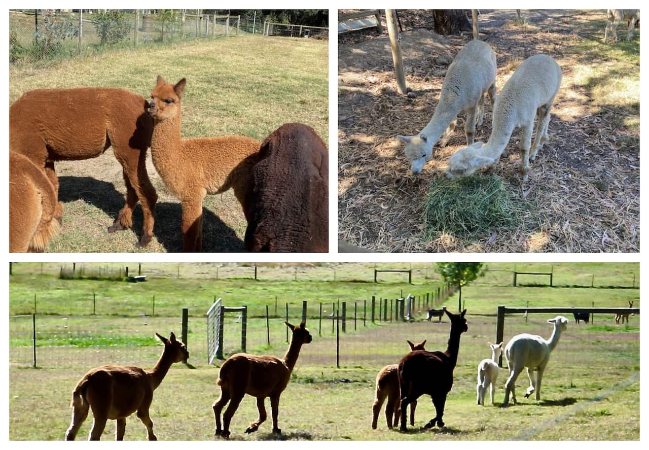 อัลปากา สัตว์ขนนุ่มปุกปุยที่หน้าตาน่ารัก