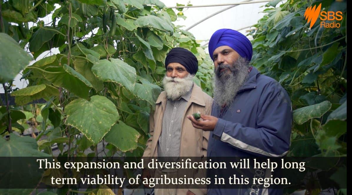 Woolgoolga Sikh farmers