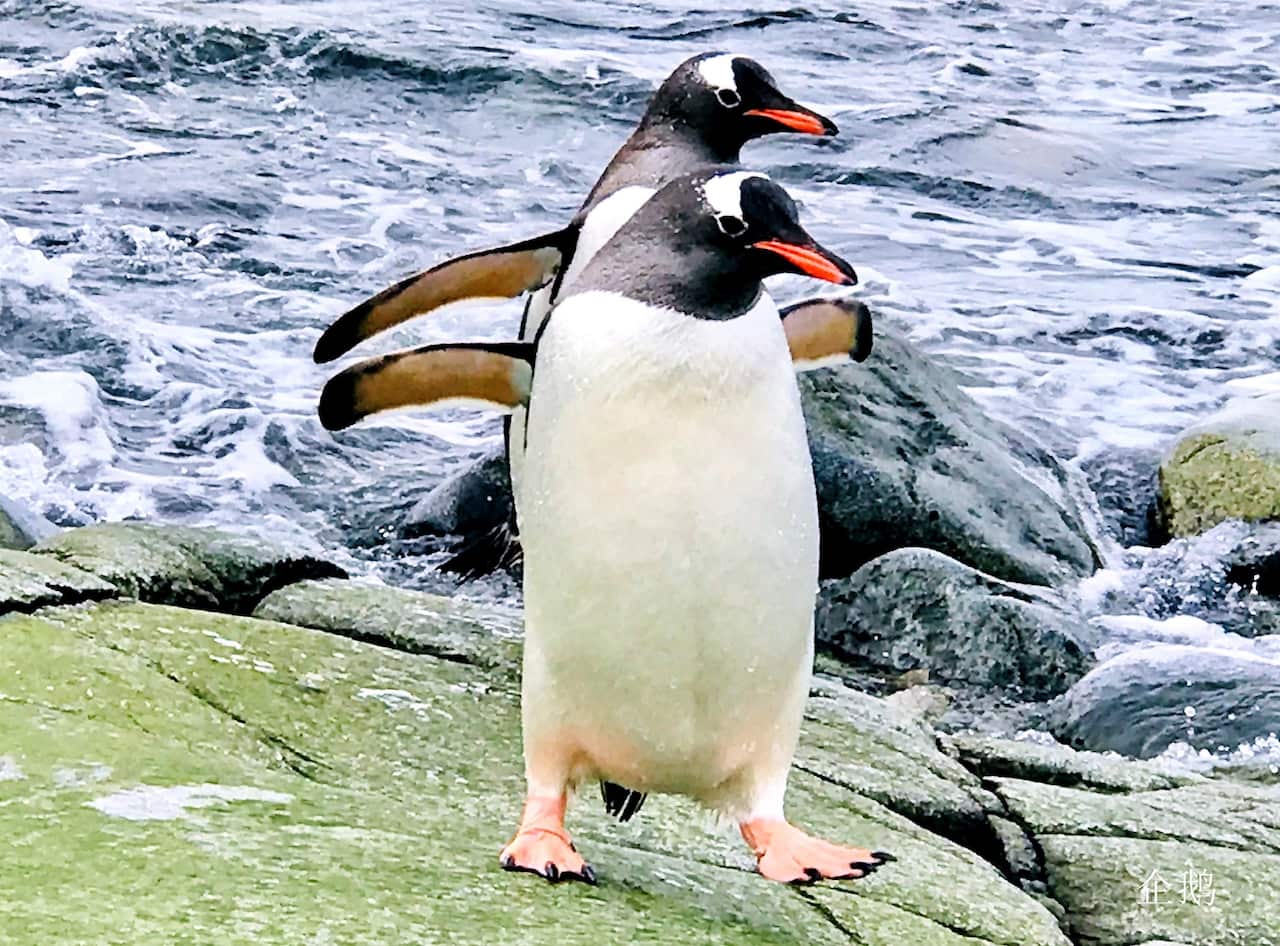 An unforgettable trip to the Antarctic in the time of coronavirus