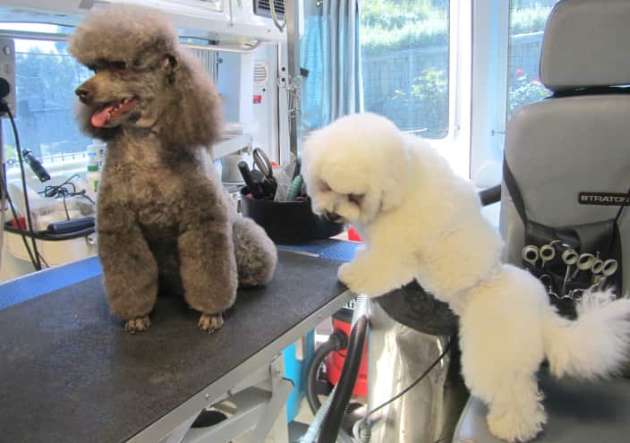 Dogs at the Groomer, Anastasia Gold