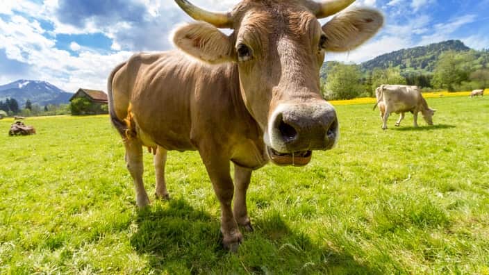 Grazing animals produce 18% of the world’s greenhouse gases.
