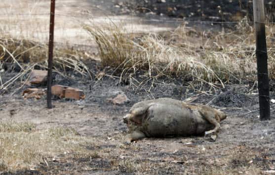 Australia's bushfire 