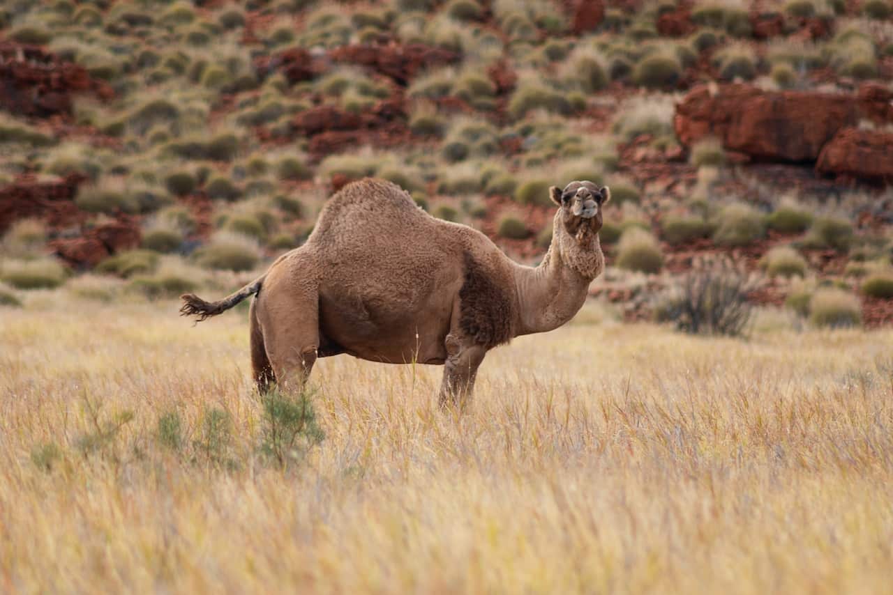 Up to 10,000 feral camels are to be culled in South Australia this week.
