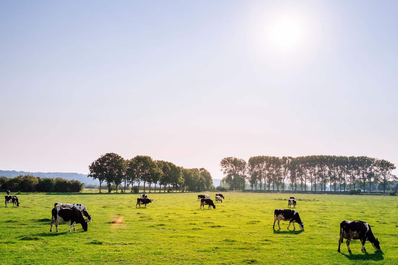 Cattle grazing