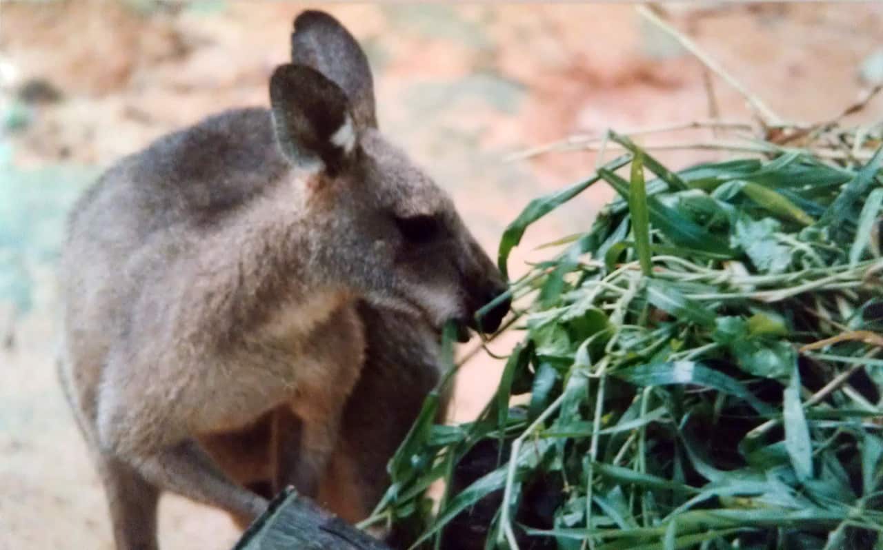 Antilopine Kangaroo