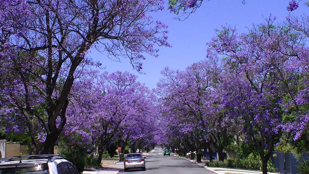Jacaranda in Applecross