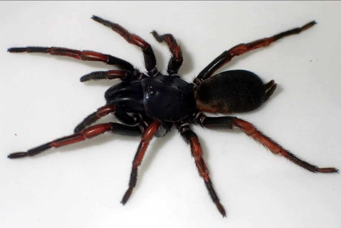 Araña Trapdoor australiana llamada Marion Goward