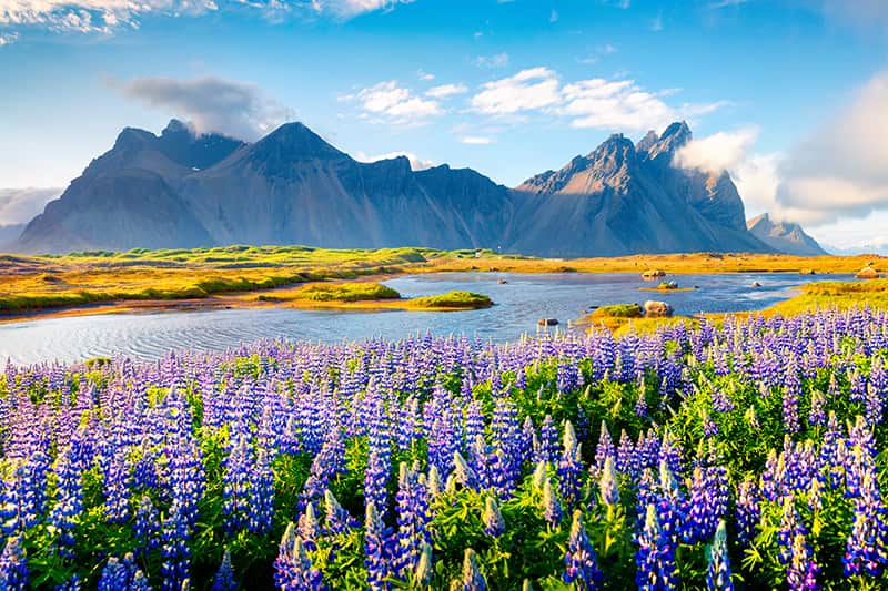 Enjoy 24 hours of sunshine in Reykjavik, Iceland