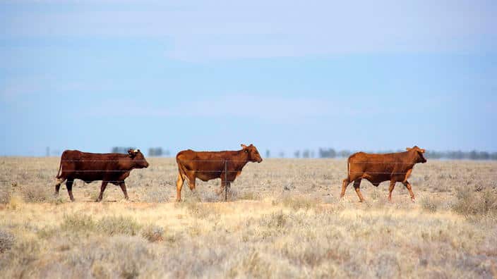 Cattle grazing - cattle on a totally dried out pasture in the Channel country in the outback. (AAP/Mary Evans/Ardea/Steffen & Alexandra Sailer) | NO ARCHIVING, EDITORIAL USE ONLY