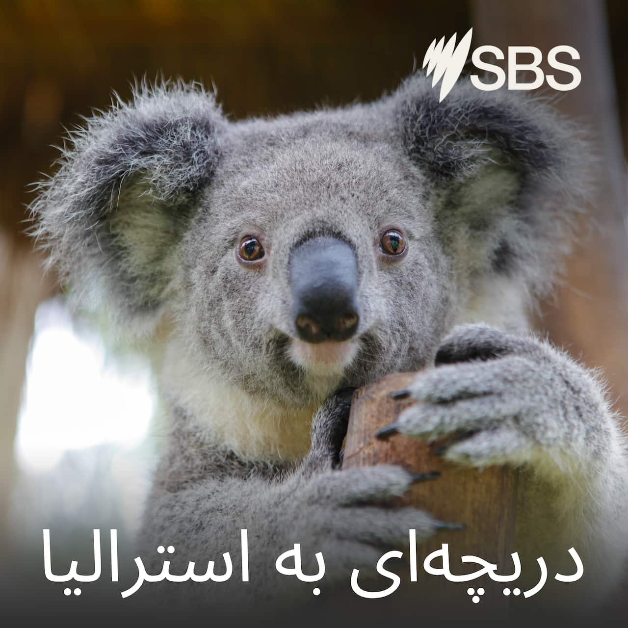 SBS