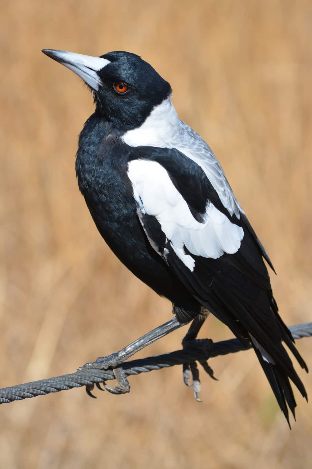 Australian Magpie