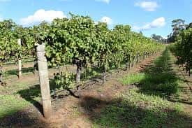 australian vineyard