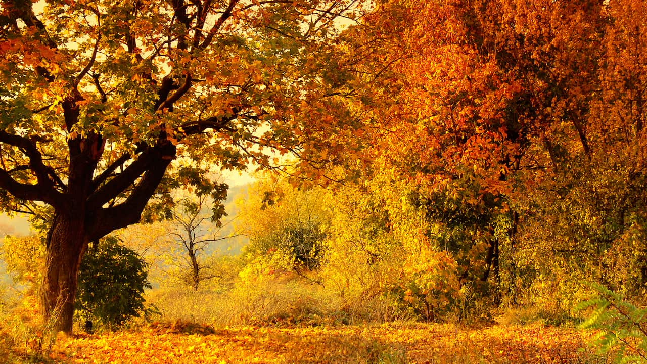 Beautiful autumn forest landscape. Header for website