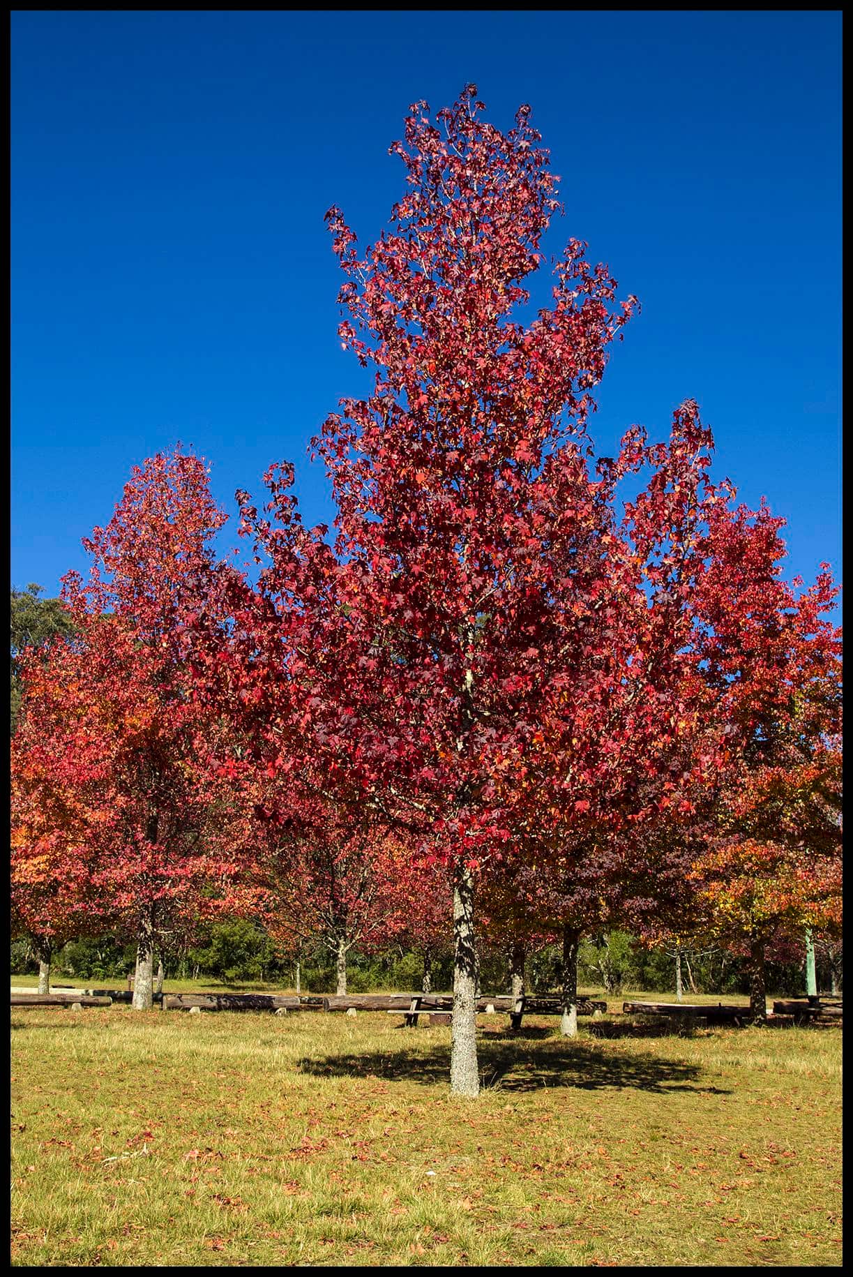 autumn leaves in Mount Wilson