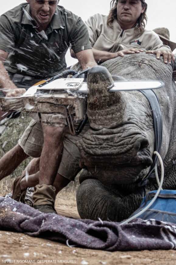Desperate Measures by Neville Ngomane.