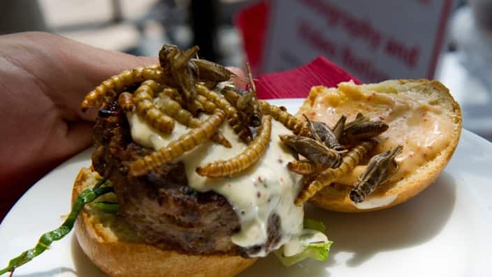 همبرجر بالحشرات