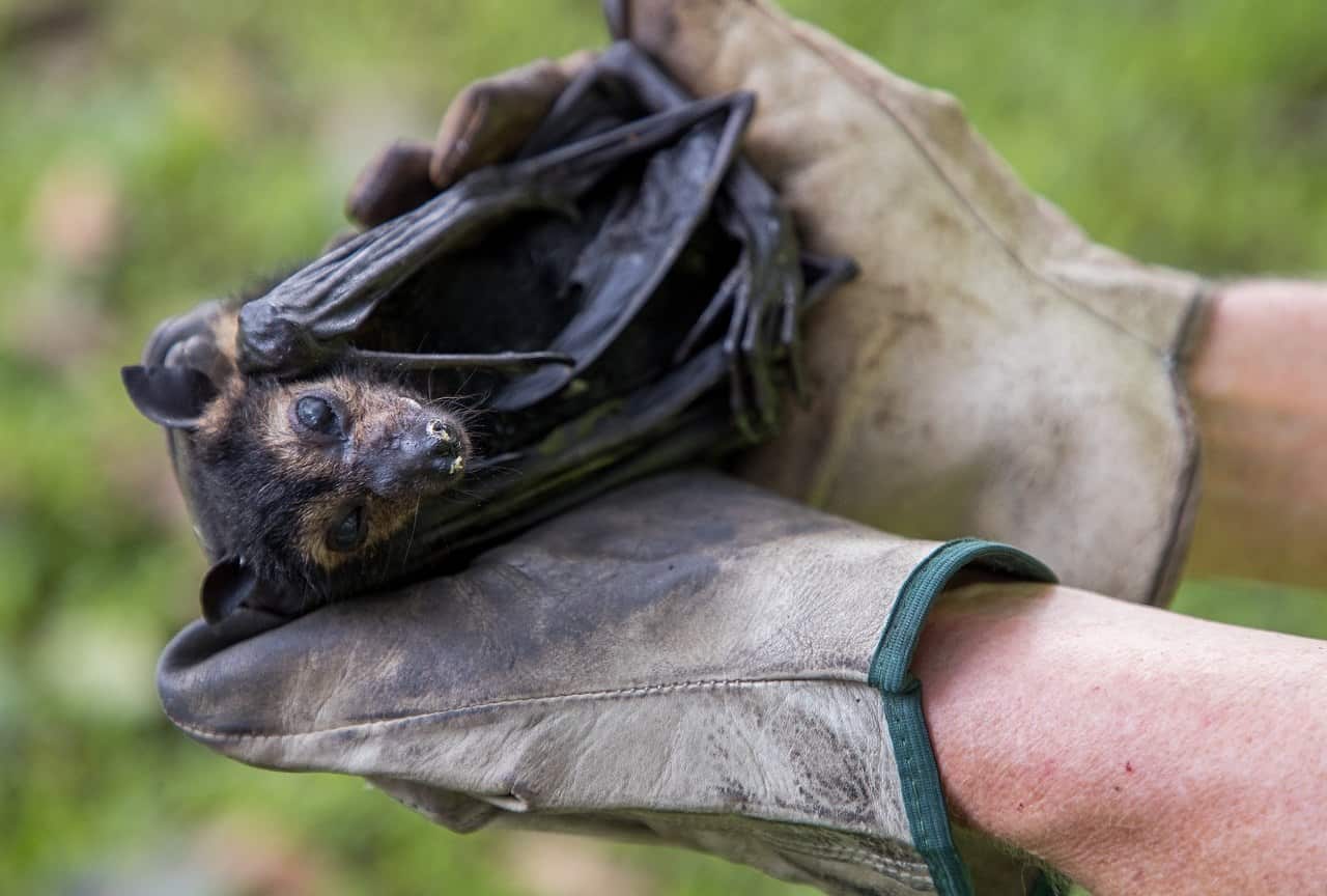 Thousands of flying foxes dropped dead from heat stress in North Queensland.