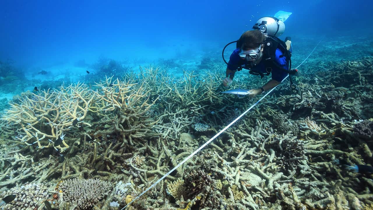 A scientist measures coral mortality following bleaching on the northern Great Barrier Reef.