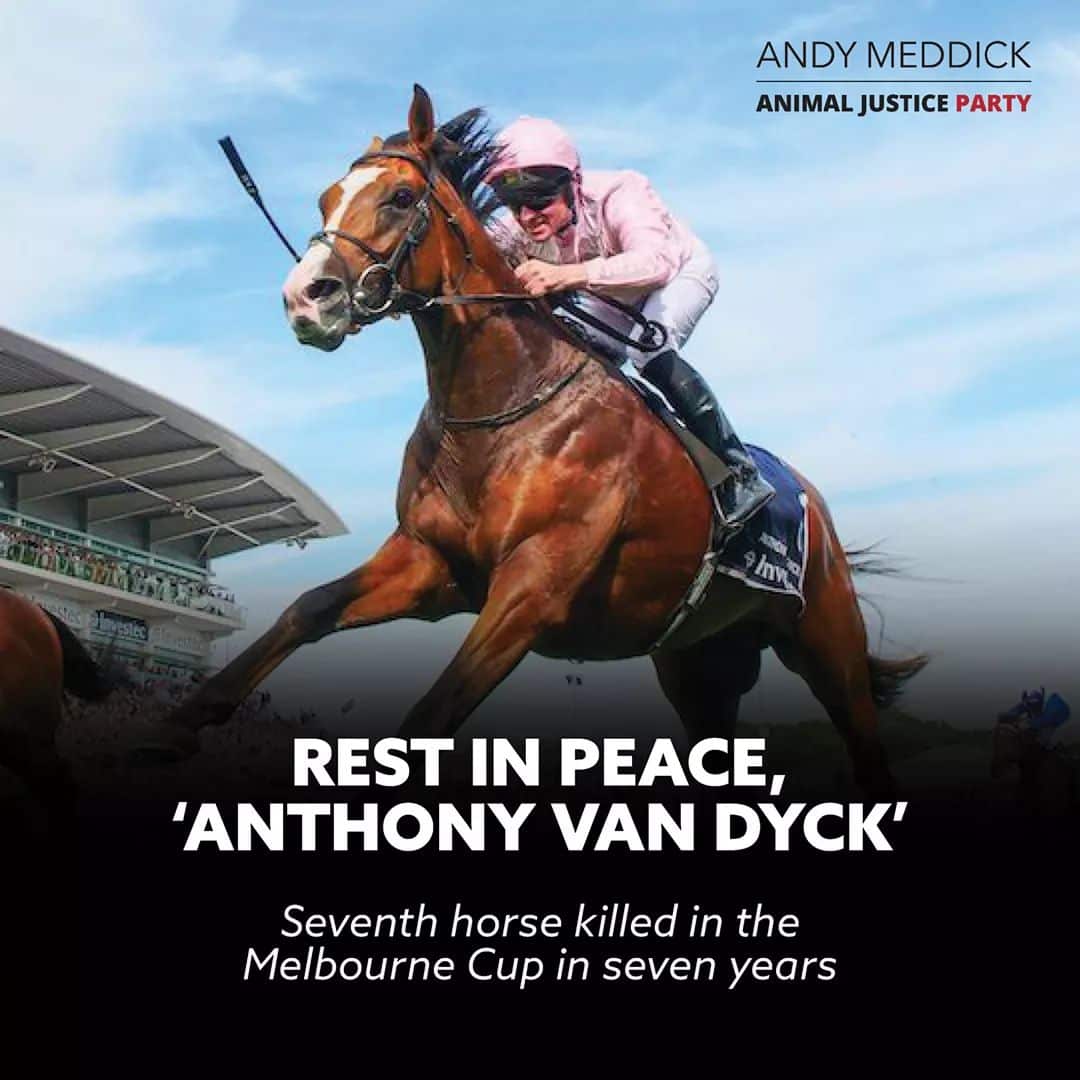 Animal Justice Party's campaign calling for the investigation into the death of a racehorce.