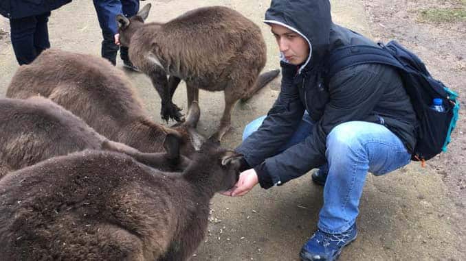 Feeding kangaroos