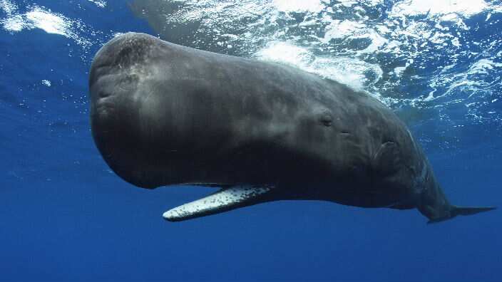 Image of a Sperm Whale taken by Brandon Cole