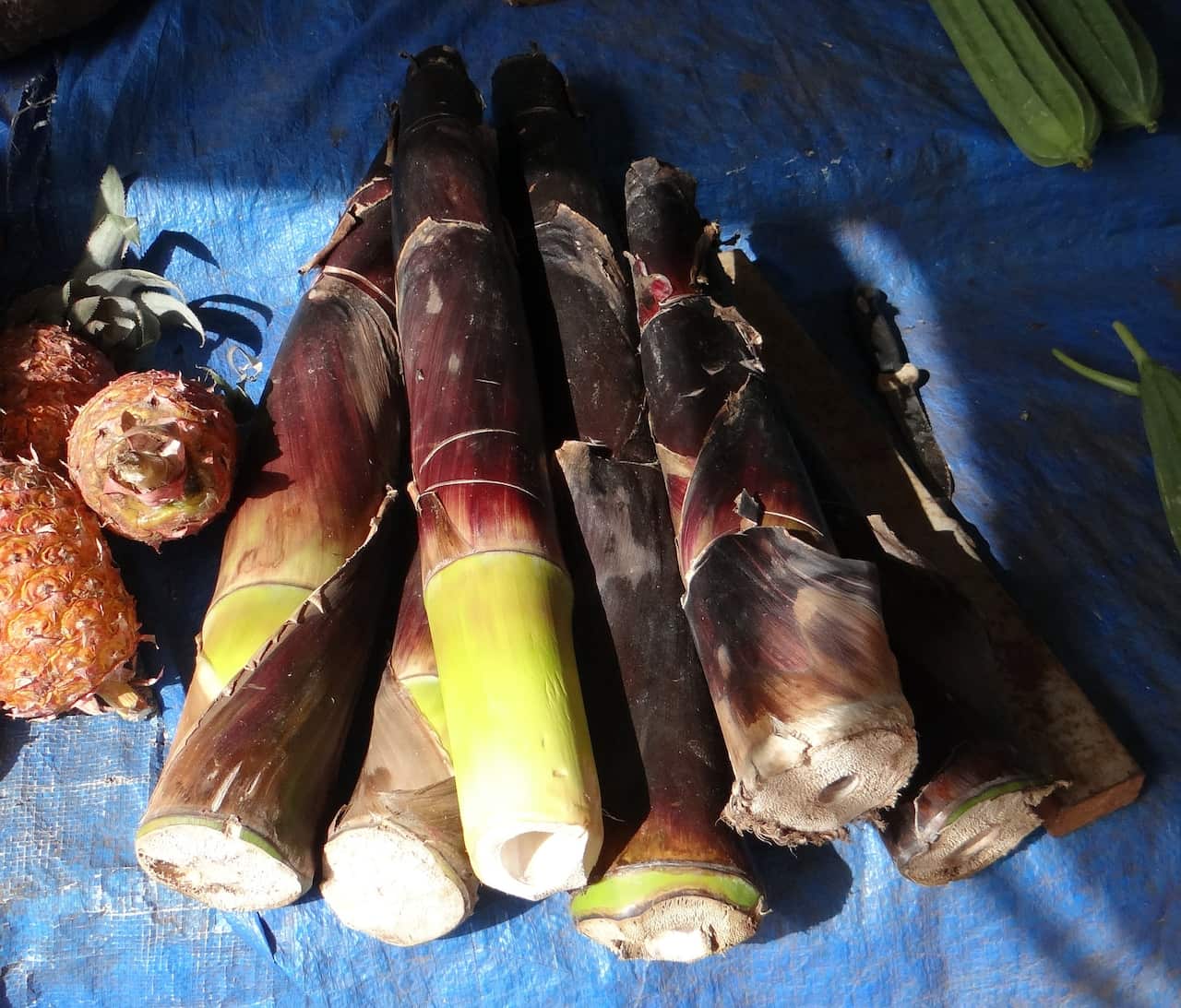 Image of bamboo shoots
