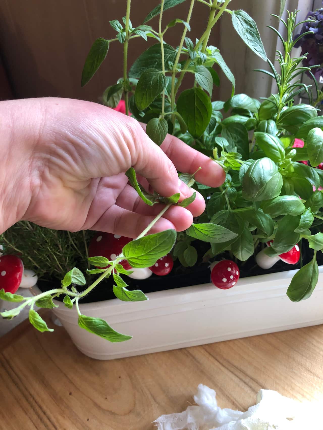 Basil Plants in the kitchen