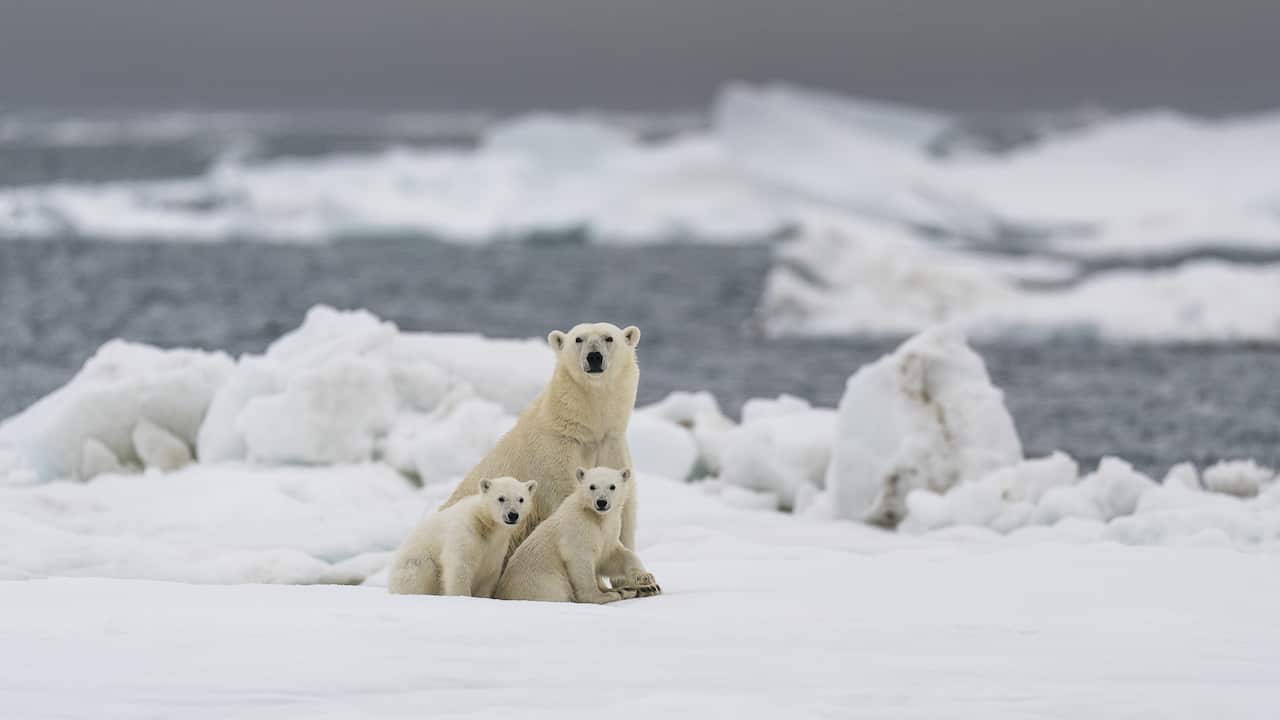 A polar bear family at Svalbard in northern Norway, 10 July, 2020.
