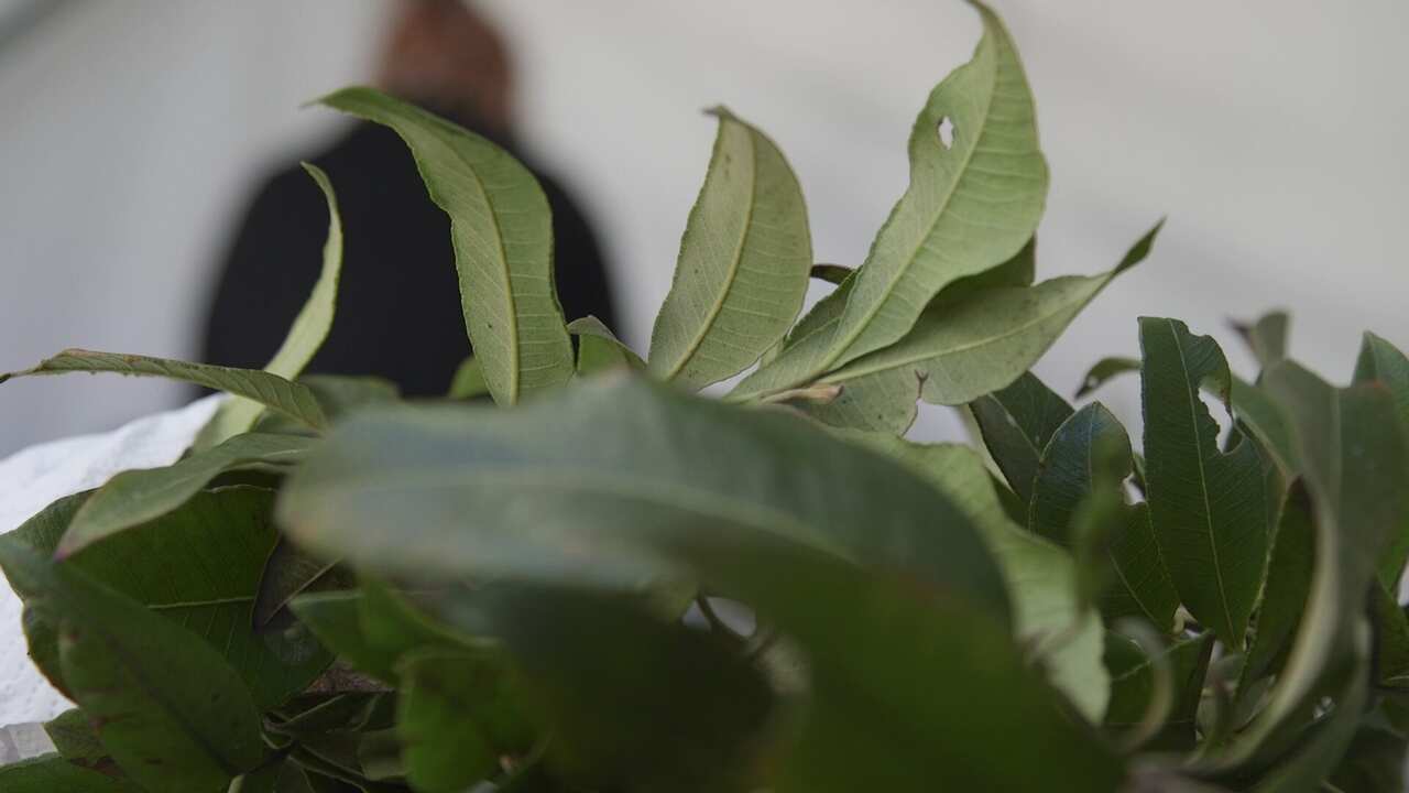 Lemon myrtle leaves to be used in bushtucker biscuits.