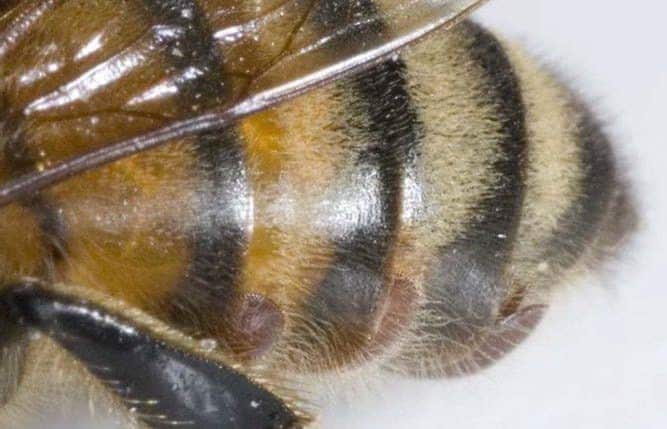 Varroa mites partially hidden under honey bee abdominal segments.
