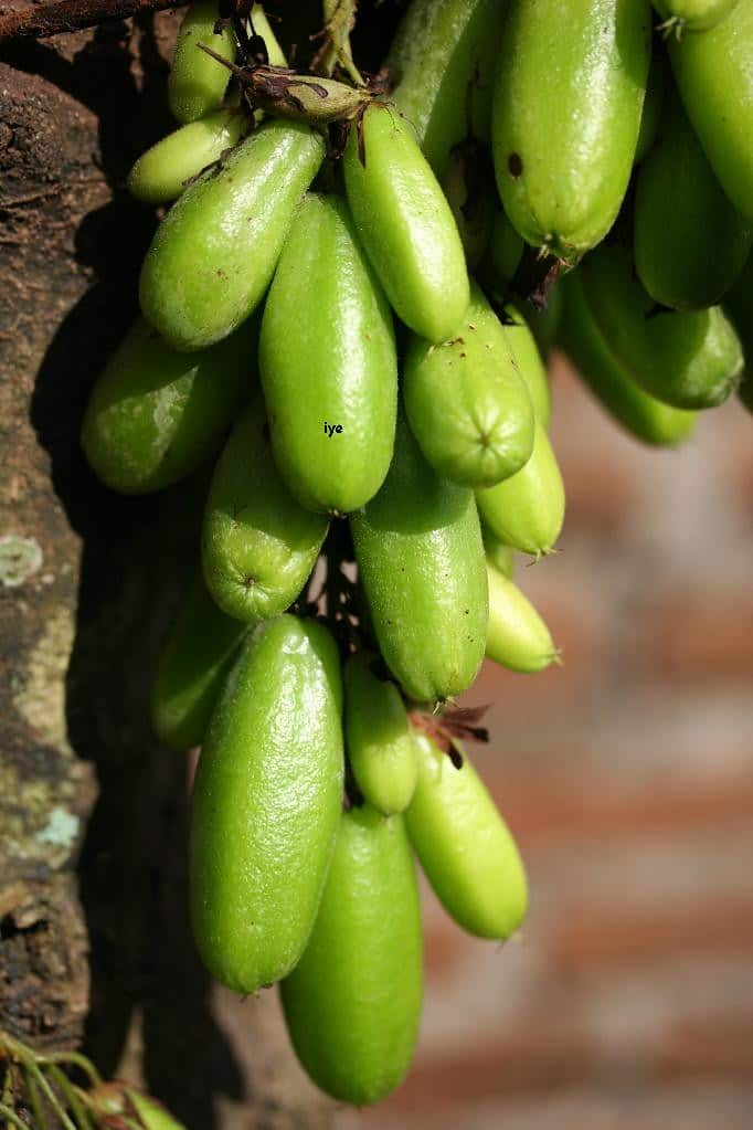 Belimbing wuluh is an essential ingredient that gives a sour, acidic flavour to Sambal Ganja