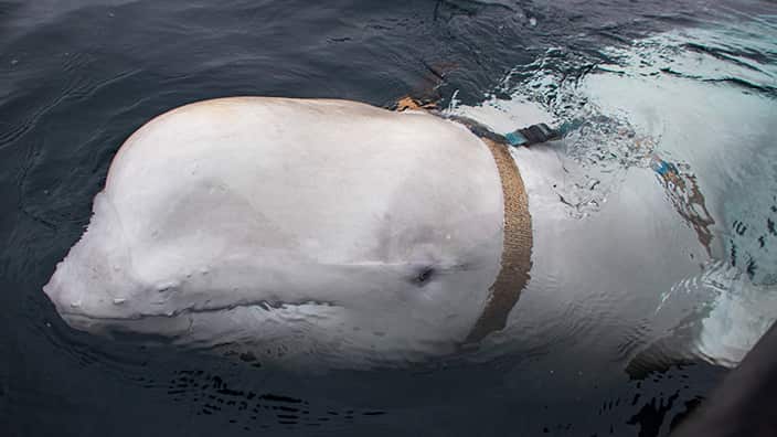 NORWAY BELUGA WHALE