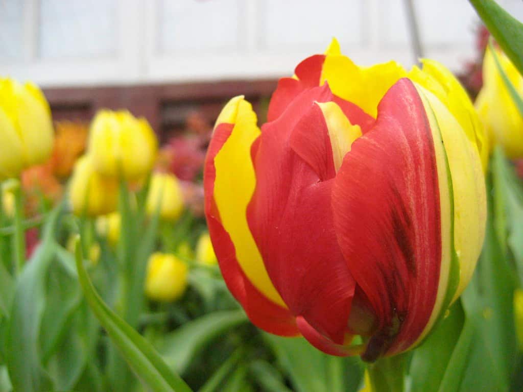 Flowers - Complexity of being.