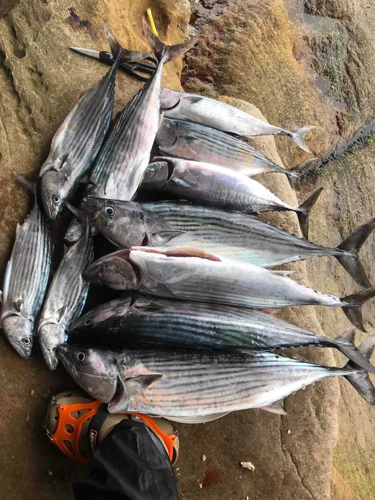 Isdang nabingwit ng pamilyang Padrones.