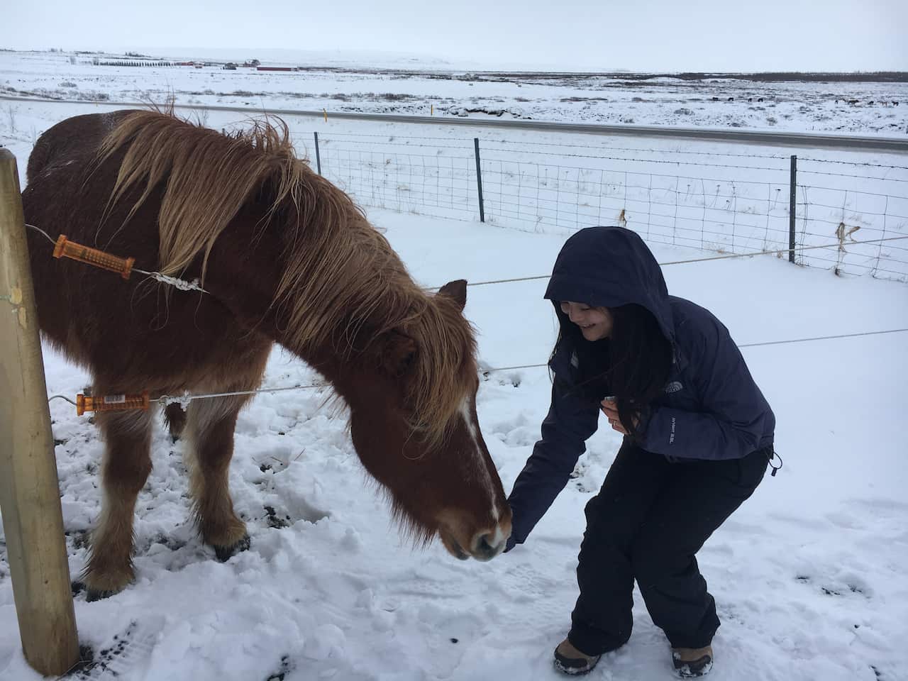Iceland horse