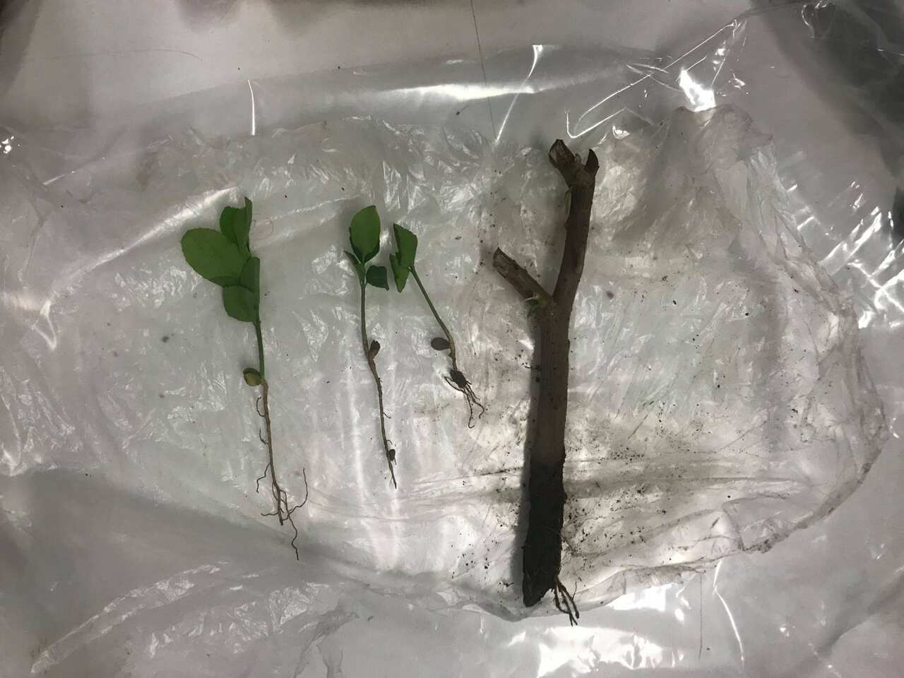 Biosecurity officers at Perth Airport have cancelled two passengers’ visitor visas due to a serious biosecurity breach.