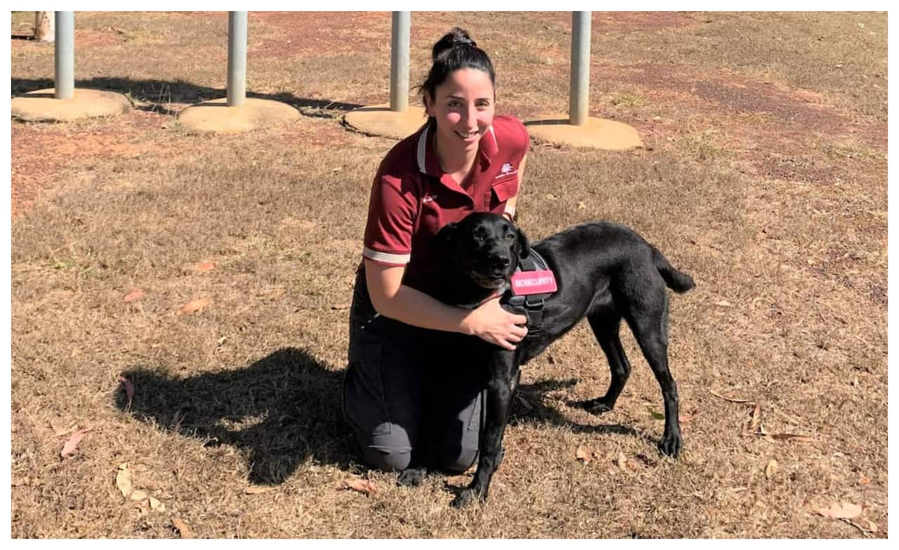 ซินตา (Zinta) สุนัขดมกลิ่นตัวใหม่ที่สนามบินดาร์วิน ที่ทำหน้าที่ตรวจจับด้านความปลอดภัยทางชีวภาพ 