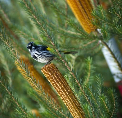 在植物园林间栖息的黄翅澳蜜鸟（New Holland Honeyeater）