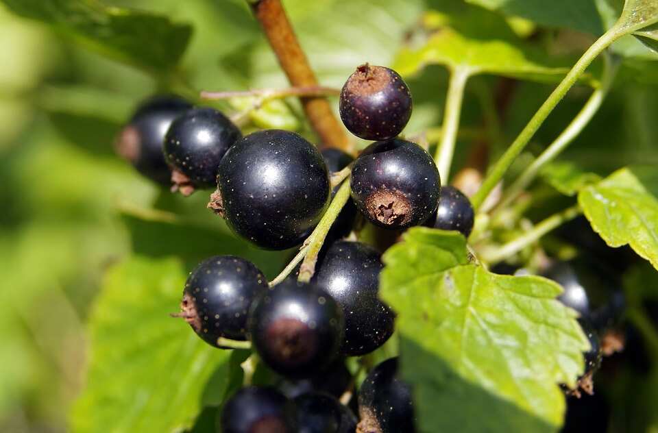Blackcurrant