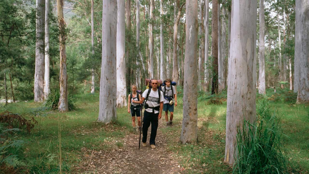 Blue Gum Forest, Blue Mountains National Park, NSW 