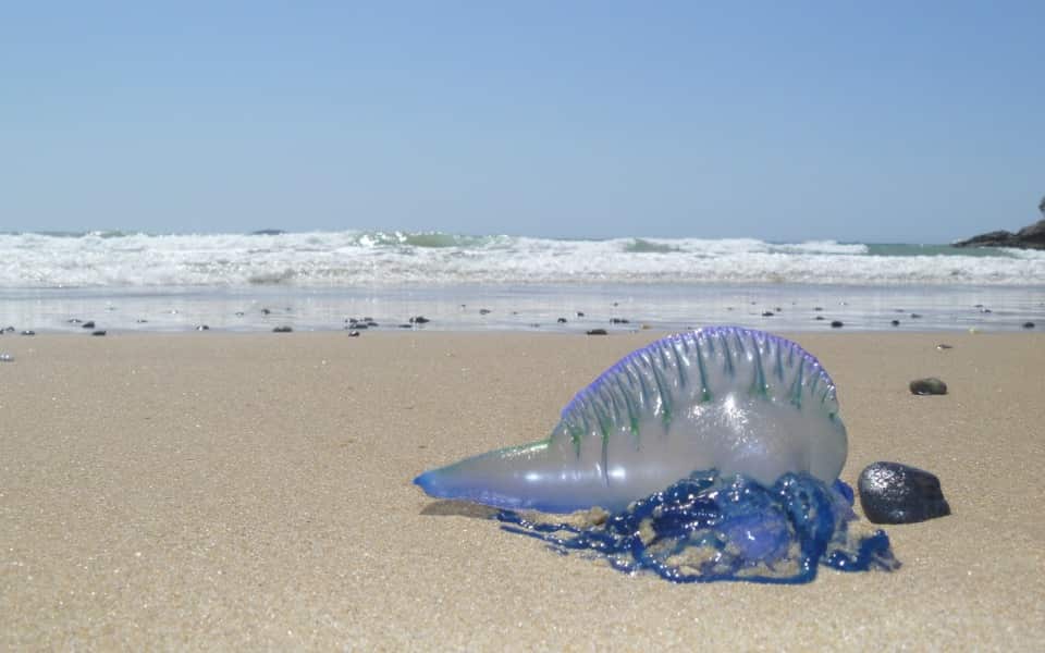 Bluebottle jelly fish