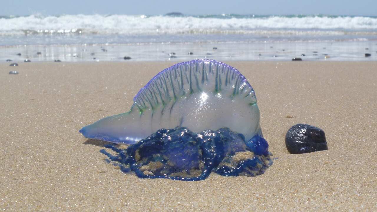 Blue Bottle Jellyfish