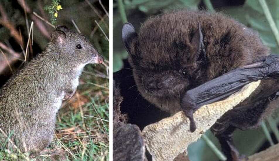 Australia’s animal extinction crisis