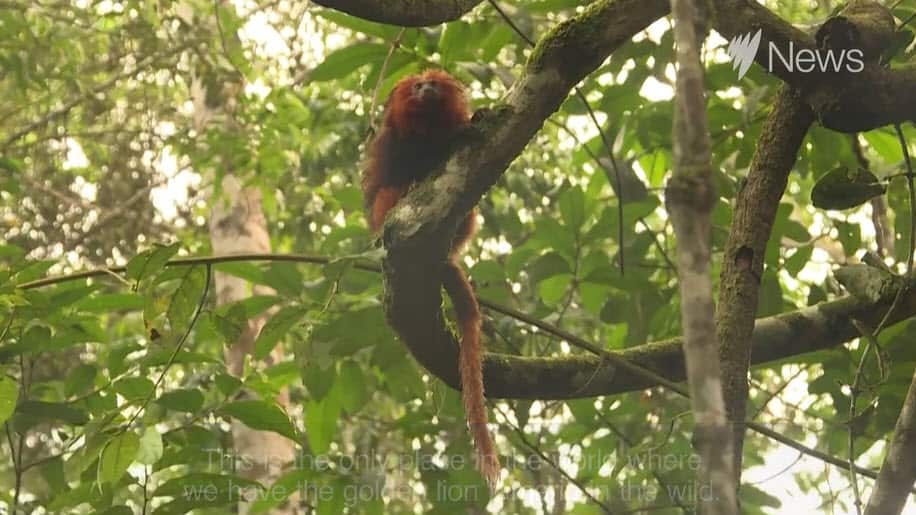 Mico-leão-dourado golden lion tamarin