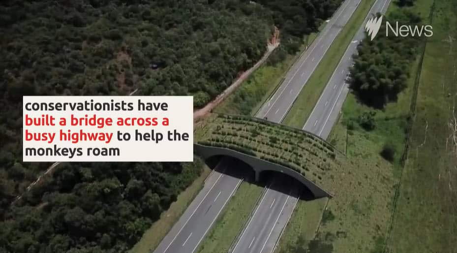 Mico-leão-dourado golden lion tamarin