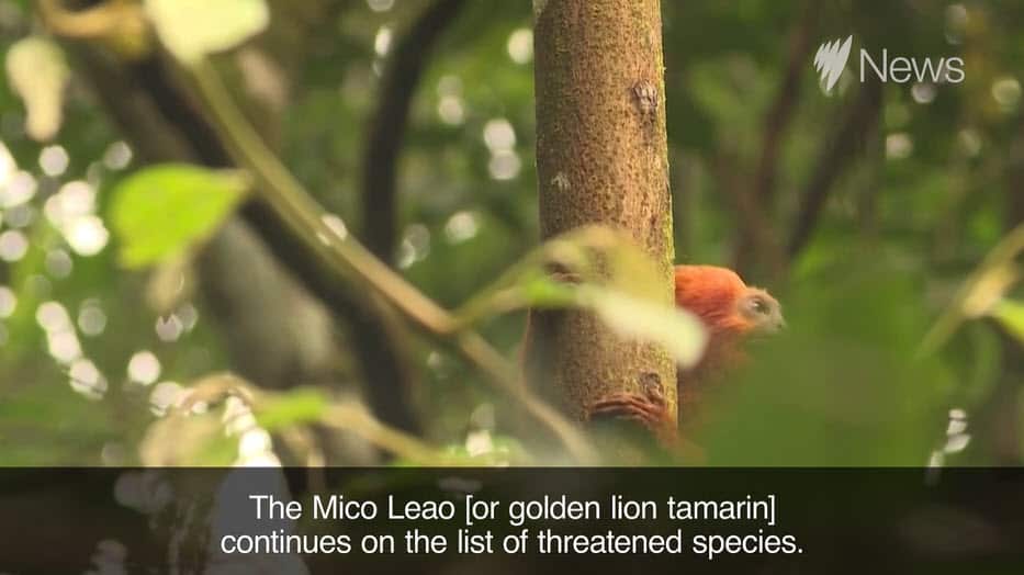 Mico-leão-dourado golden lion tamarin