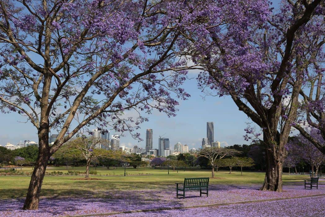 Jacaranda in Brisbane