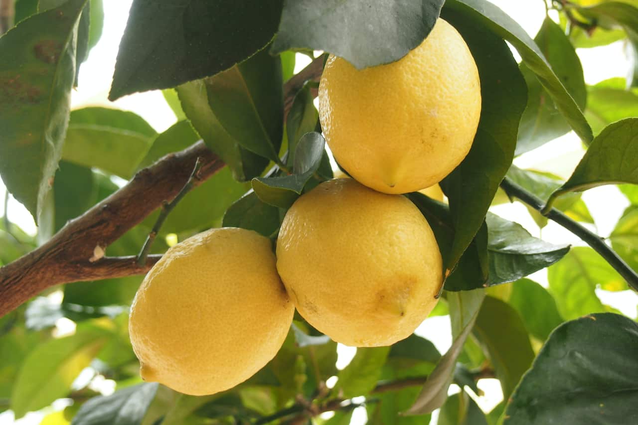 Lemon trees can be planted in autumn.